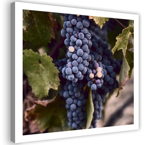 Tableau décoratif Feuille de raisin Plante 50x50