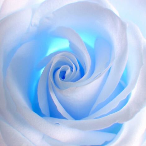 Tableau fleur au coeur bleu - 50x50 cm