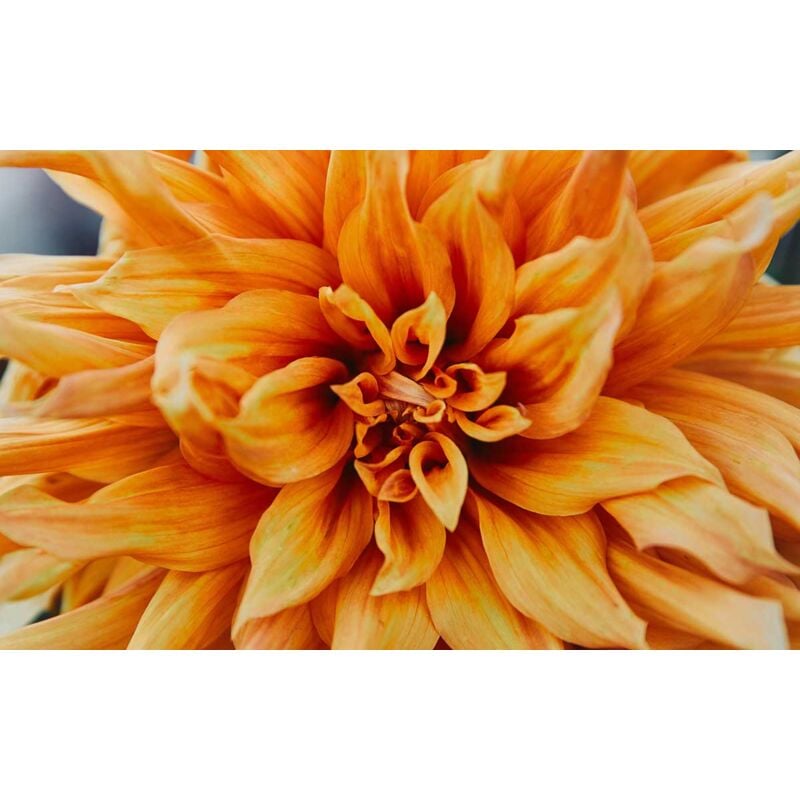 Tableau fleurs dahlia Tableau macro orangée - 80x50 cm