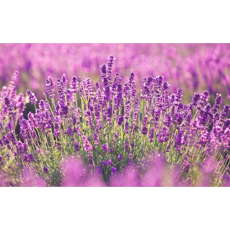 Hxadeco - Tableau fleurs lavande en provence, 80x50cm