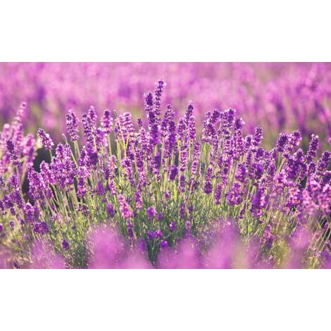Tableau fleurs lavande en provence, 80x50cm