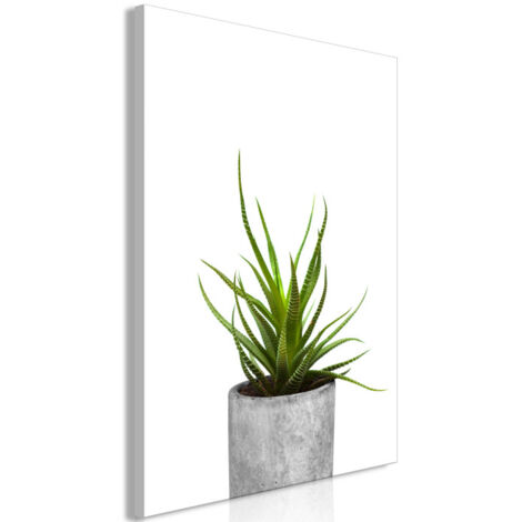 Tableau Imprimé "Haworthia" 60 x 90 cm