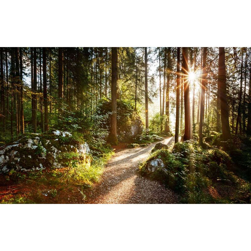 Hxadeco - Tableau Le temps des forêts - 80x50cm - made in France