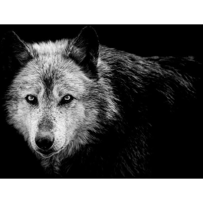Tableau Loup close up - 80x50cm - made in France