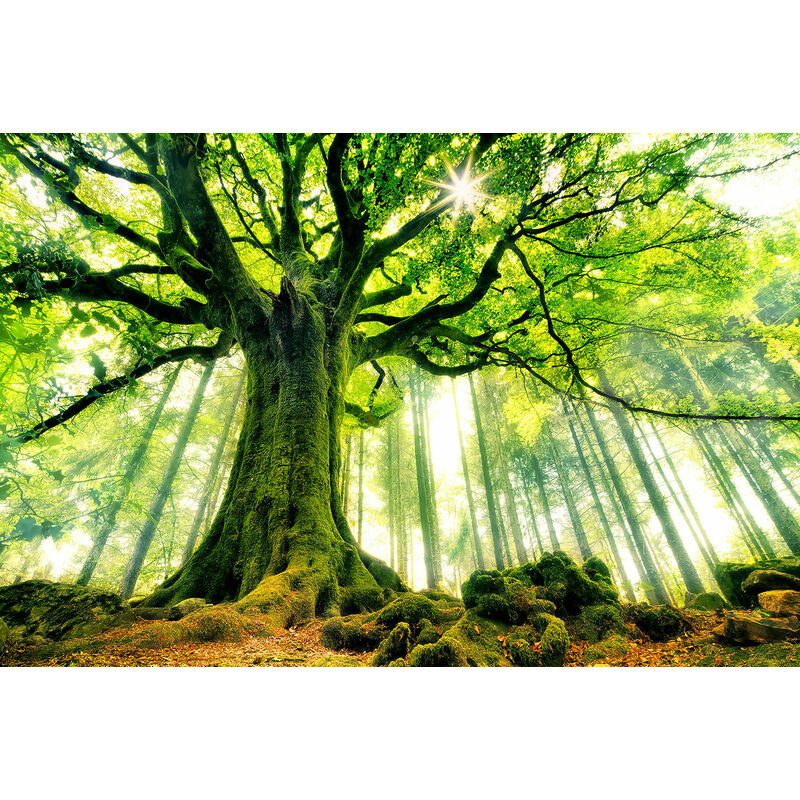 Hxadeco - Tableau nature l 'hêtre de ponthus Toile imprimée