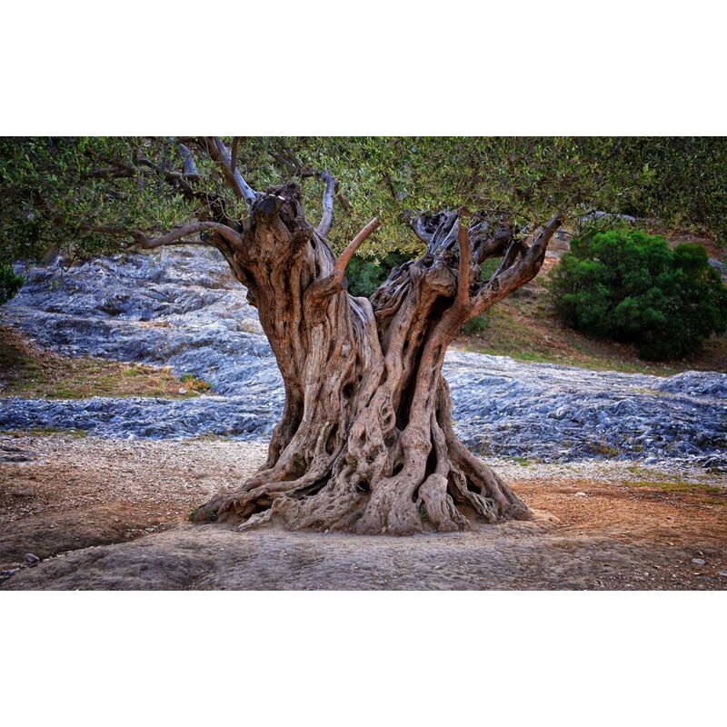 Tableau nature olivier centenaire - 80x50 cm
