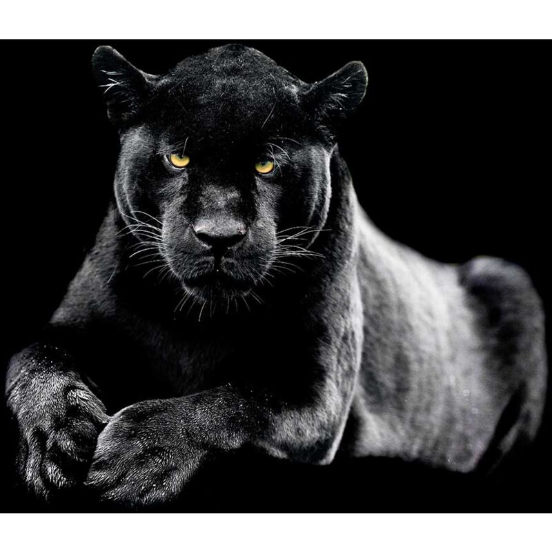 Hxadeco - Tableau Panthère - 80x50cm - made in France