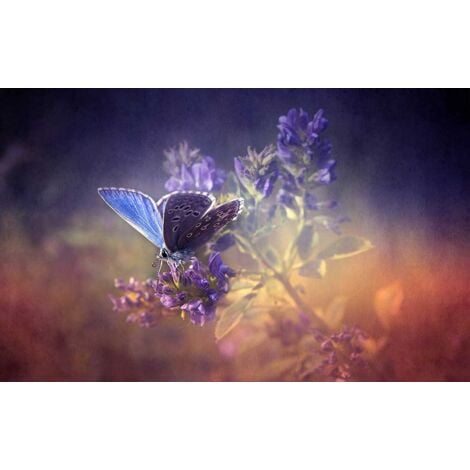 Tableau papillon bleu et brin de lavande, 80x50cm