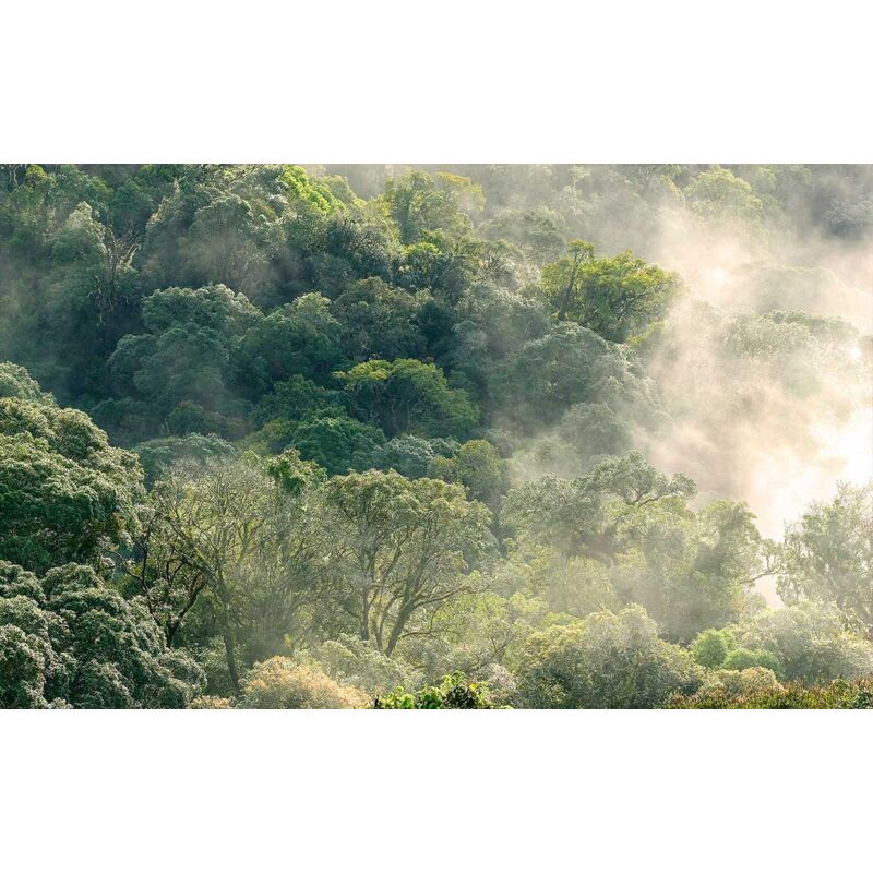 Hxadeco - Tableau paysage forêt dans la lumière matinale - 80x50 cm