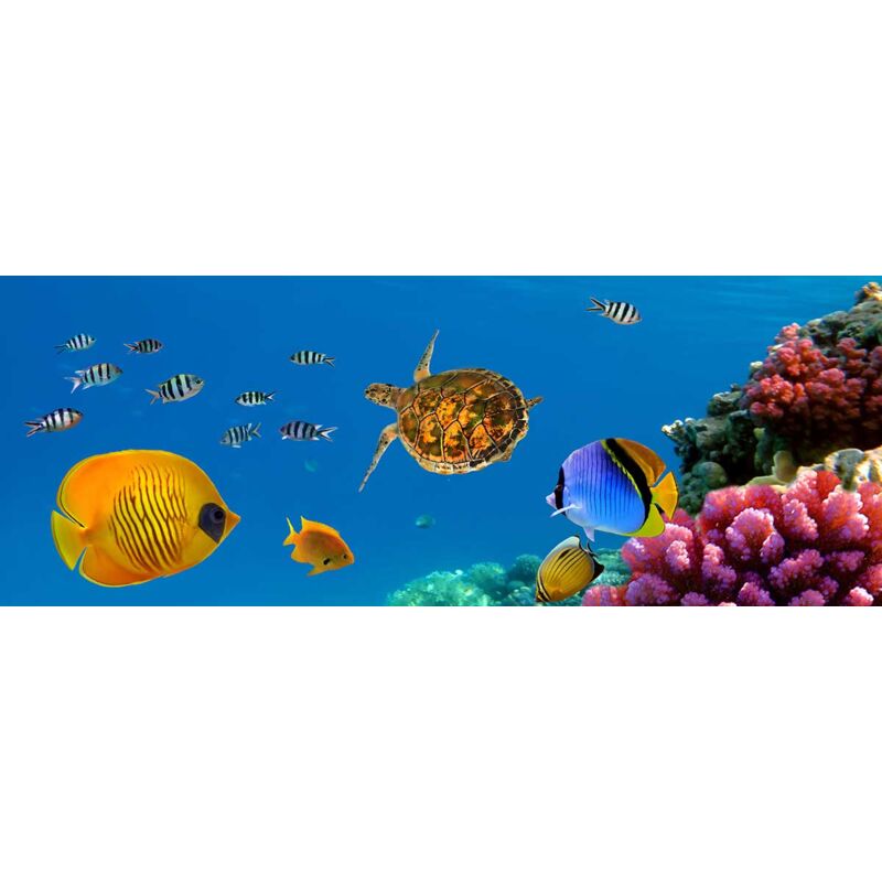 Hxadeco - Tableau photo aquarium tropical, 80x30cm