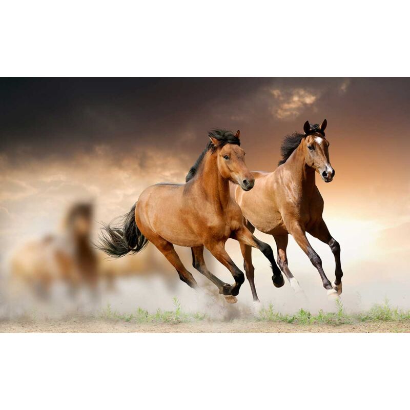 Hxadeco - Tableau photo chevaux en plein galop - 80x50 cm