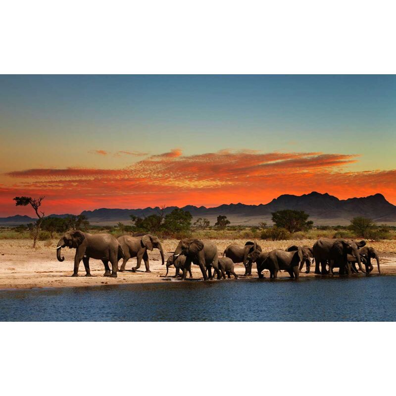 Hxadeco - Tableau photo elephants se désaltérant - 80x50 cm