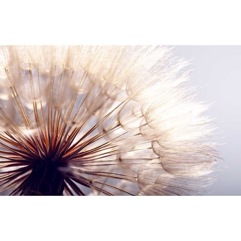 Hxadeco - Tableau photo fleur de pissenlit on souffle, 80x50cm