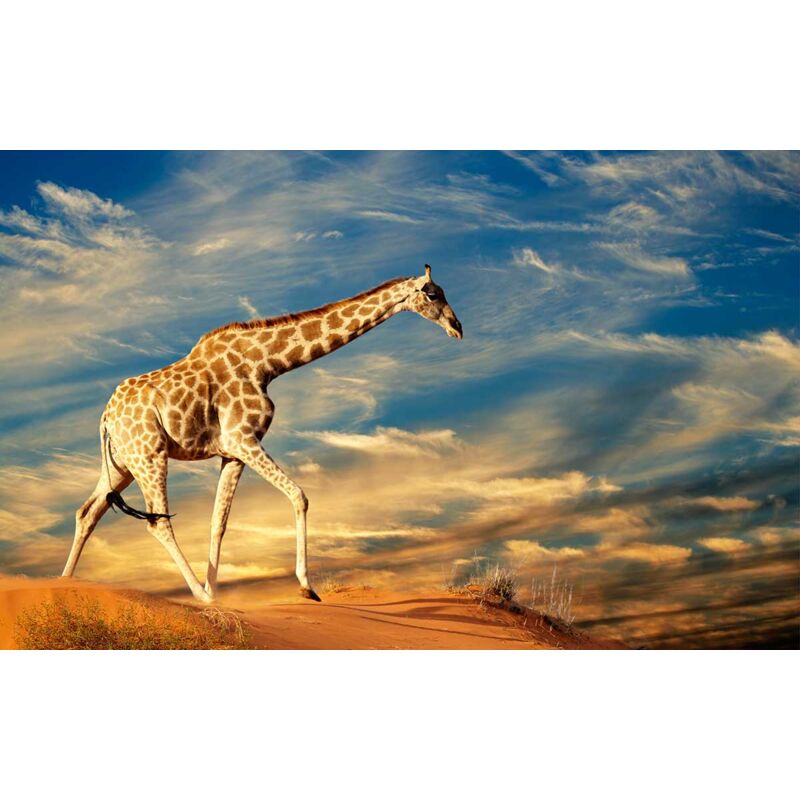Hxadeco - Tableau photo girafe dans le sable - 80x50 cm