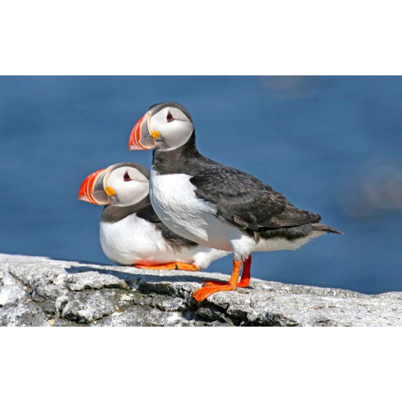 Hxadeco - Tableau photo macareux sur l'ile aux moines - 80x50 cm