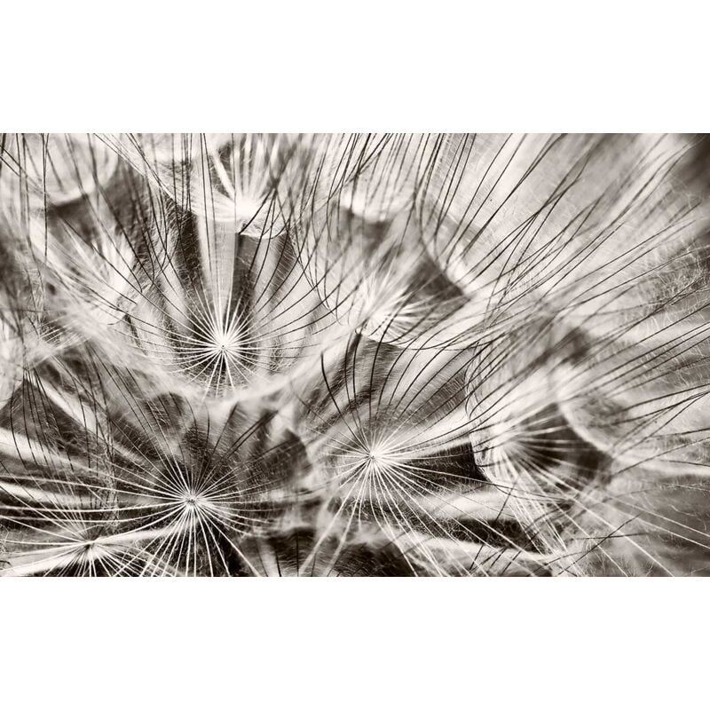 Hxadeco - Tableau photo sur toile imprimée pissenlits en fleurs noir et blanc, 80x50cm