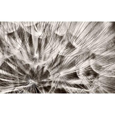 Tableau photo sur toile imprimée pissenlits en fleurs noir et blanc, 80x50cm