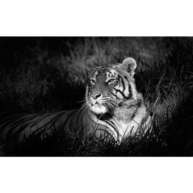 Hxadeco - Tableau photo tigre au repos - 80x50 cm