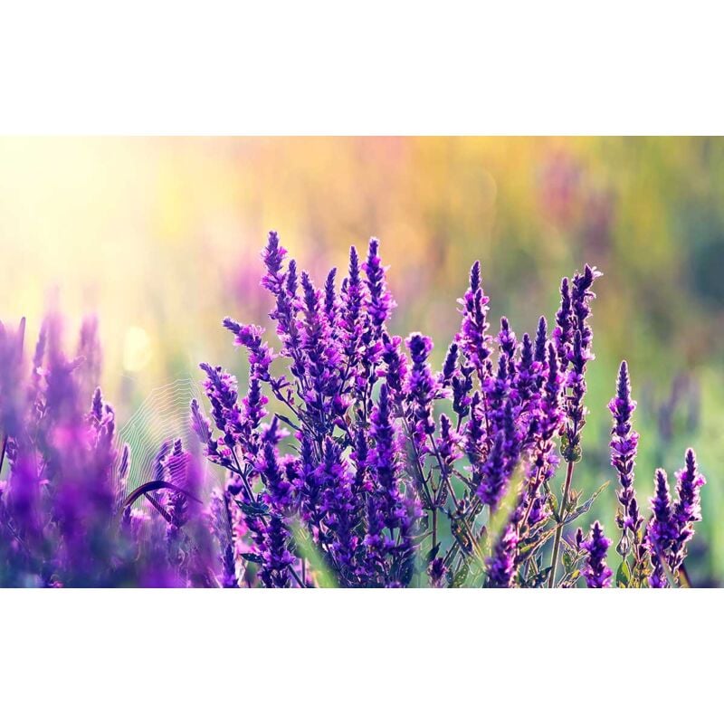 Hxadeco - Tableau photo toile imprimée lavande ensoleillée, 80x50cm