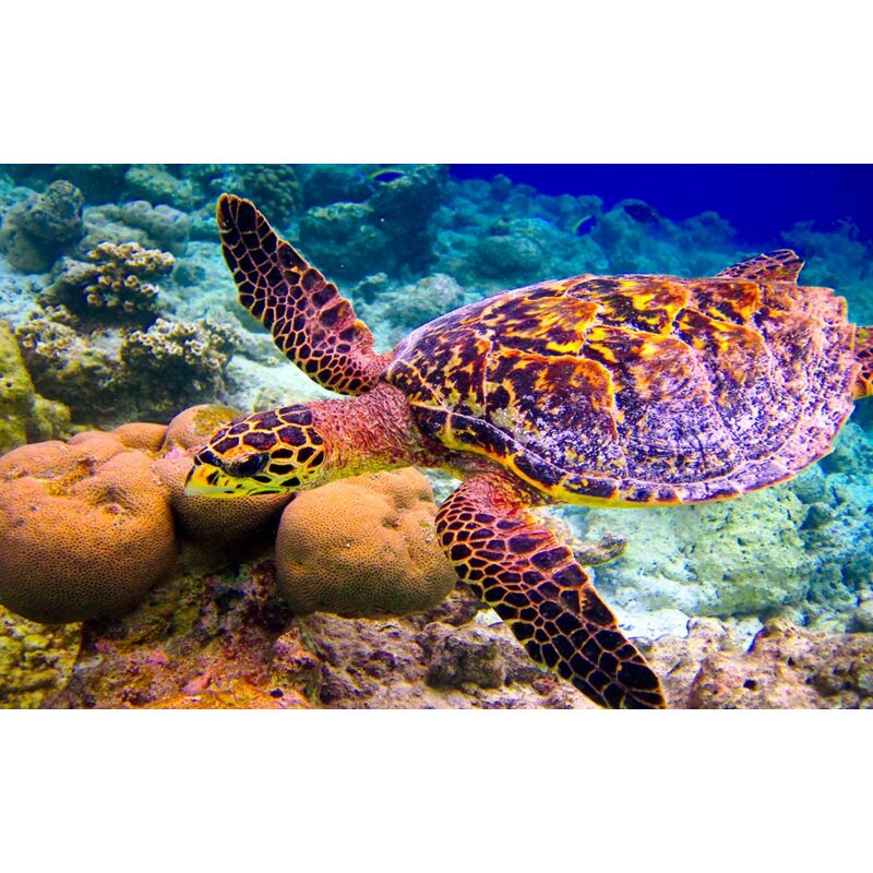 Hxadeco - Tableau photo tortue et fonds marins - 80x50 cm