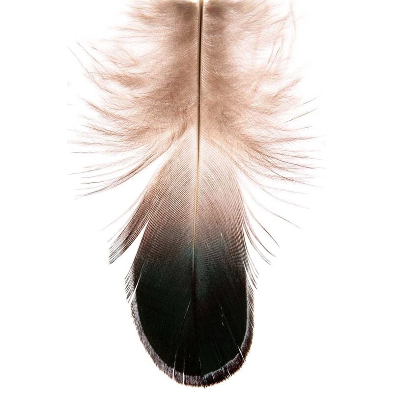 Hxadeco - Tableau Plume deco - 50x80cm - made in France