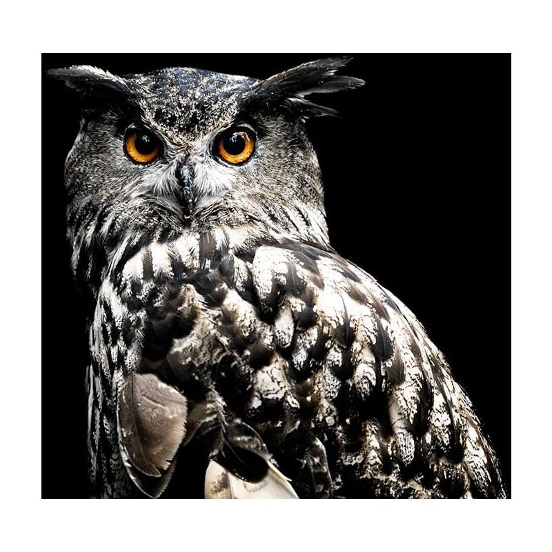 Hxadeco - Tableau Portrait d hibou - 80x50cm - made in France