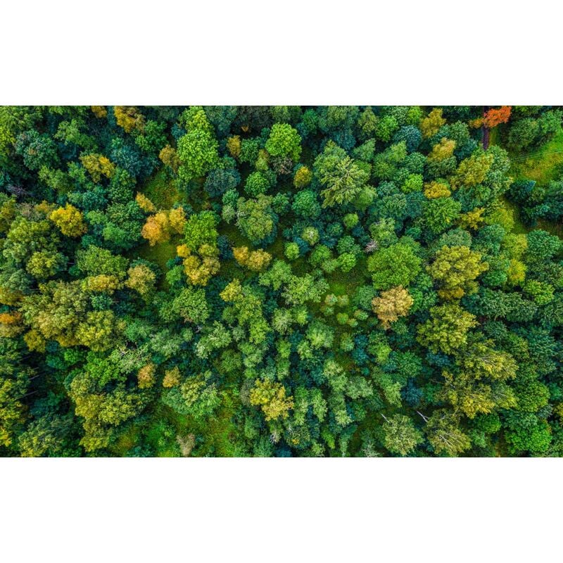 Hxadeco - Tableau Poumon vert - 80x50cm - made in France