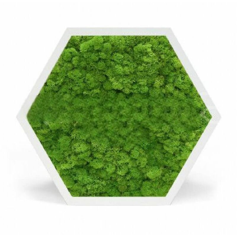 Element Végétal - Tableau stabilisé hexagonal lichen vert clair