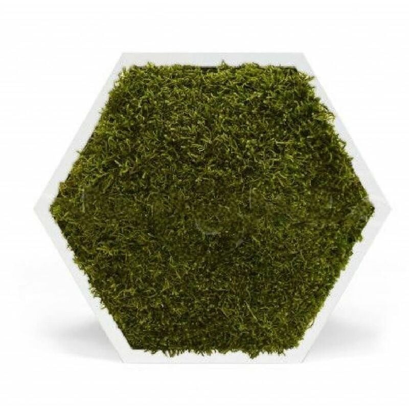 Element Végétal - Tableau stabilisé hexagonal mousse vert foncé