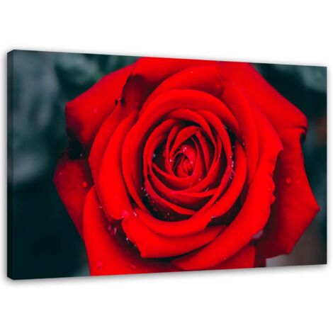 Tableau sur toile Belle fleur de rose rouge 60x40