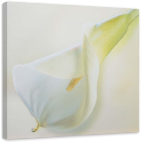 Tableau sur toile Callas fleurs nature blanc 60x60