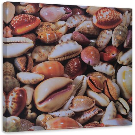 Tableau sur toile Coquillages Mer Nature 60x60