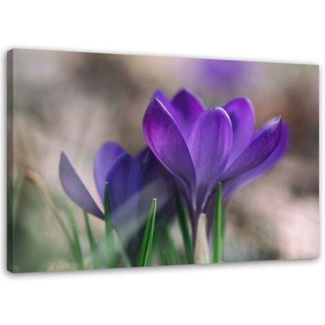 Tableau sur toile Crocus Fleurs Nature 60x40