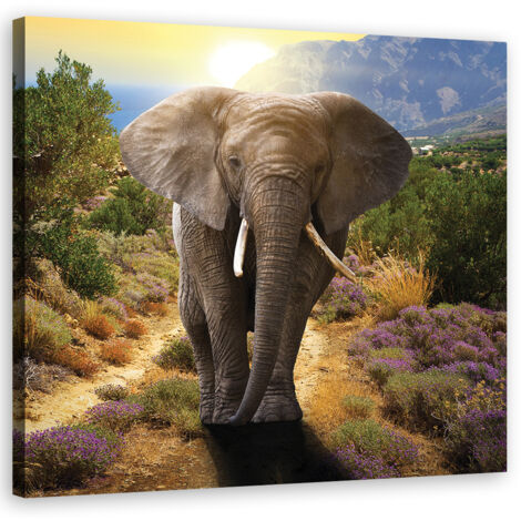 Tableau sur toile Éléphant au coucher du soleil 30x30