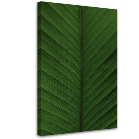 Tableau sur toile Feuille de bananier en macro 40x60