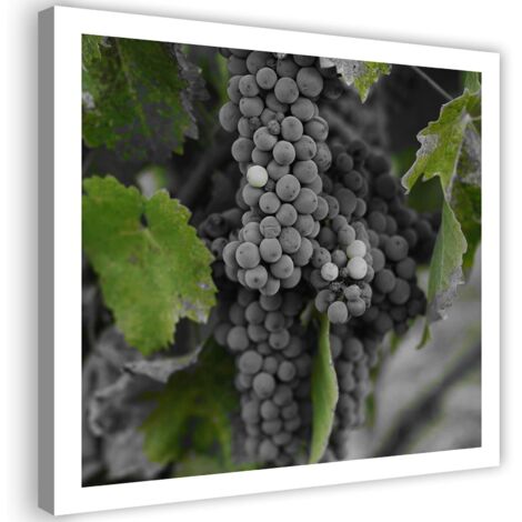 Tableau sur toile Feuille de raisin Plante 50x50