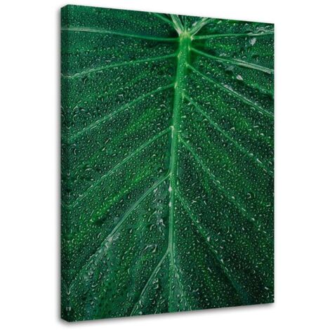 Tableau sur toile Feuille Plante Vert Nature 70x100