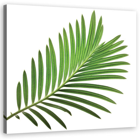 Tableau sur toile Feuille verte nature 40x40
