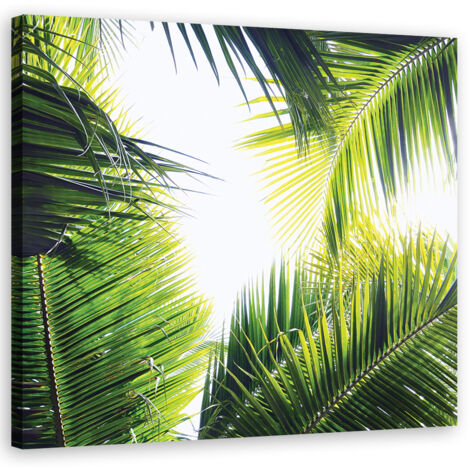 Tableau sur toile Feuilles de palmier 50x50