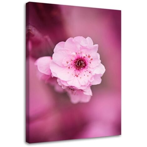 Tableau sur toile Fleur de cerisier Rose Nature 40x60