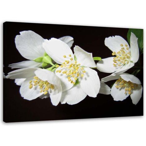 Tableau sur toile Fleur de jasmin nature 100x70