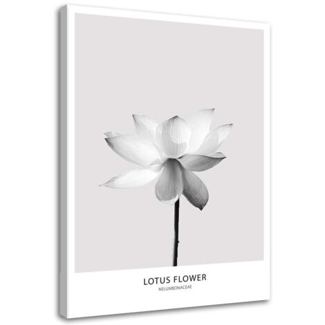 Tableau sur toile Fleur de lotus blanche nature 40x60