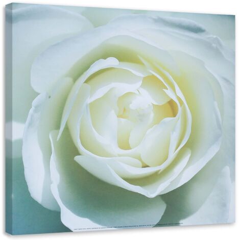 Tableau sur toile Fleur de rose blanche Nature 40x40