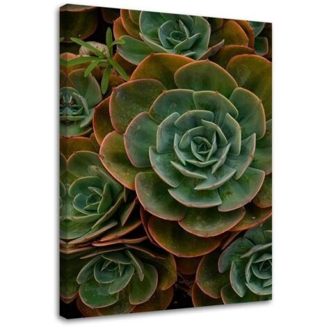 Tableau sur toile Fleur de succulente verte 40x60