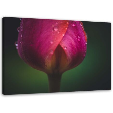 Tableau sur toile Fleur de tulipe rose 60x40