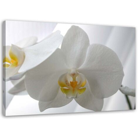 Tableau sur toile Fleur d'orchidée blanche 60x40