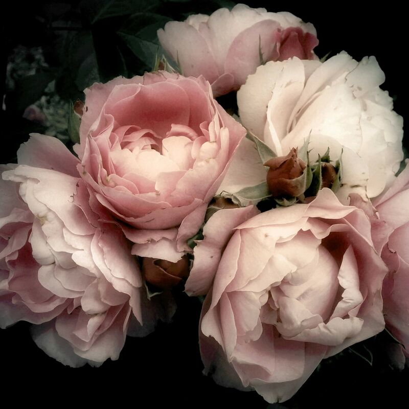 Ceanothe - Tableau sur toile Fleur Romantique 65x65 cm - Impression sur Toile Murale Décorative - Image imprimée en hd sur Toile - Toile sur Châssis