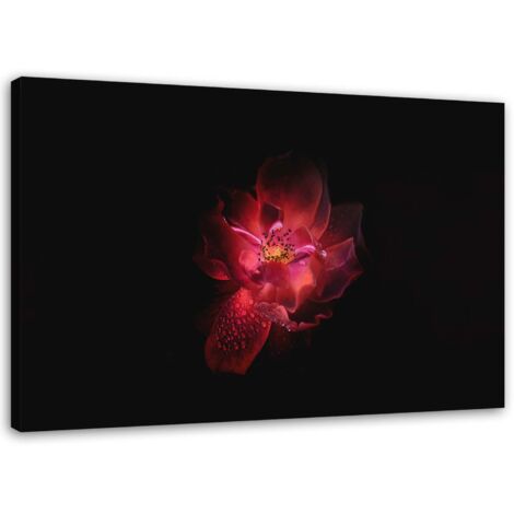 Tableau sur toile Fleur rose Fond noir 60x40