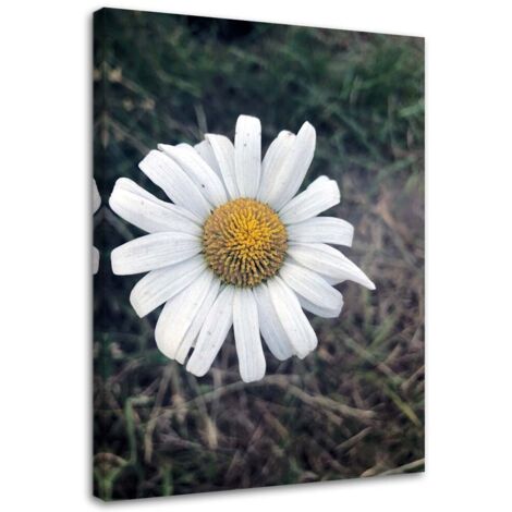 Tableau sur toile Fleurs de camomille Nature 40x60