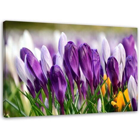 Tableau sur toile Fleurs de crocus Lila 100x70
